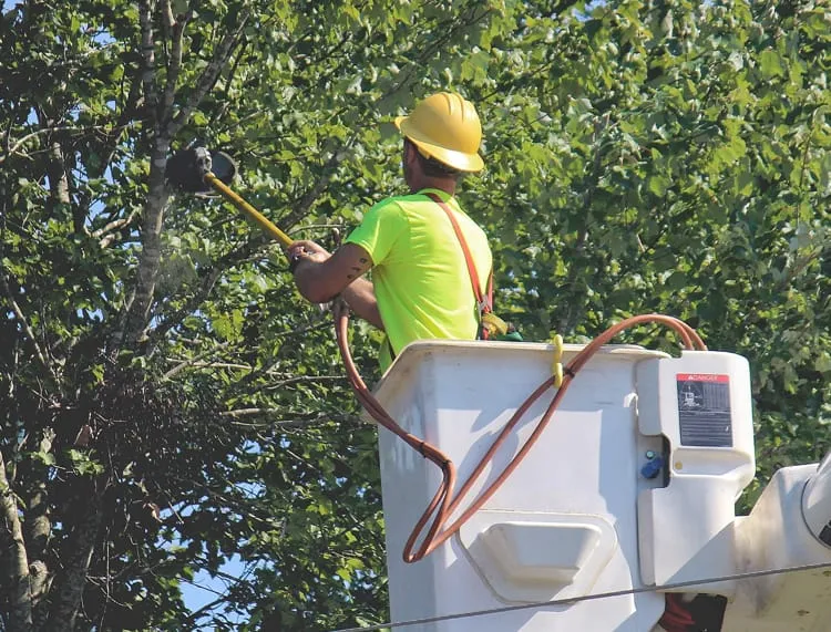 tree service